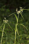 Leafy bulrush